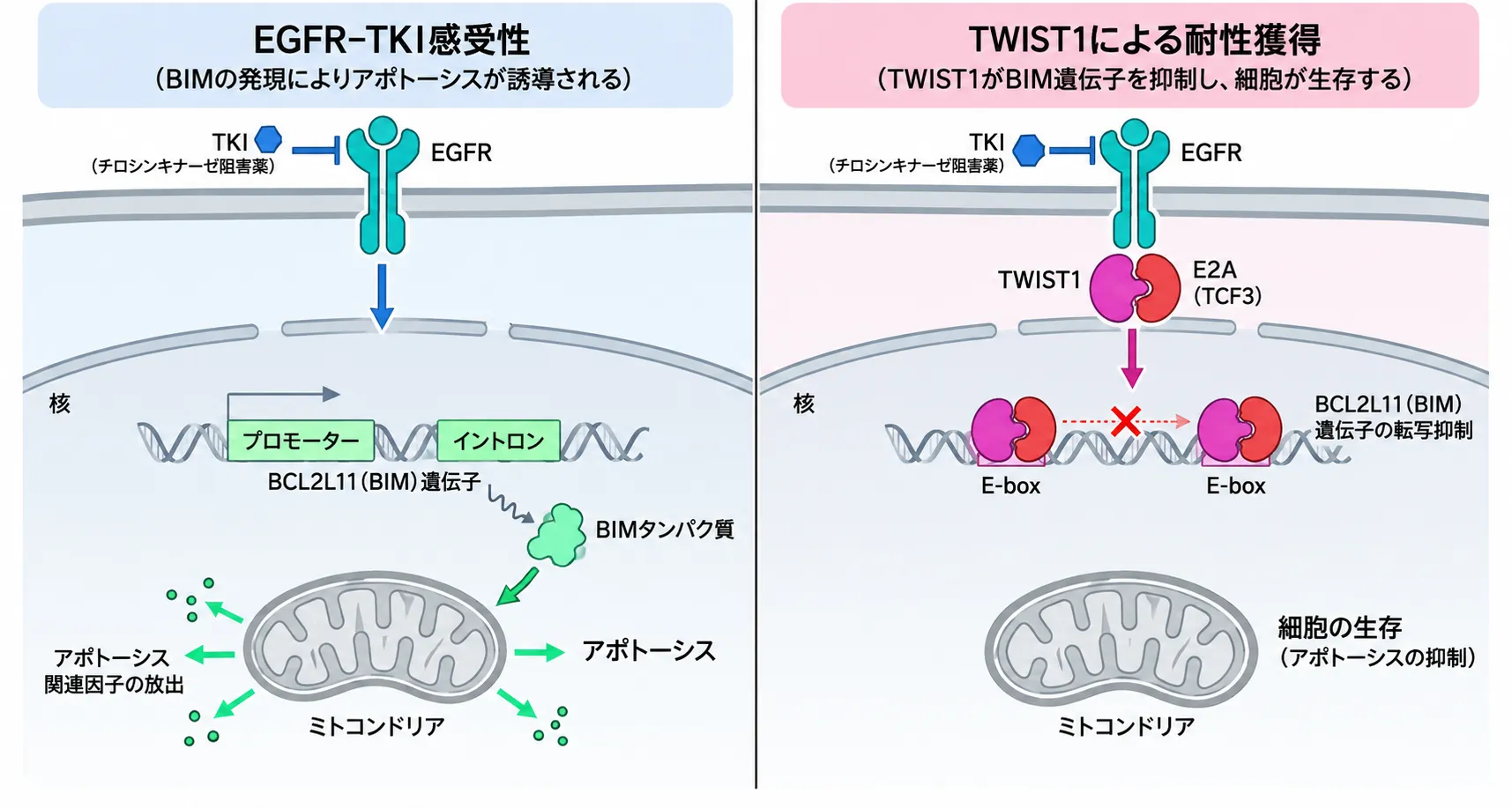 EGFR-TKI感受性と耐性を対比した2枚の細胞模式図。左は感受性:TKIがEGFRを阻害するとBCL2L11(BIM)遺伝子のプロモーターとイントロンから転写が進み、BIMタンパク質がミトコンドリアに働いてアポトーシス関連因子が放出され、アポトーシスが誘導される。右は耐性:TWIST1がE2A(TCF3)とヘテロ二量体をつくり、BCL2L11遺伝子のプロモーターとイントロンにある2か所のE-boxに結合してBIMの転写を抑制するため、BIMが作られずアポトーシスが回避され細胞が生存する。