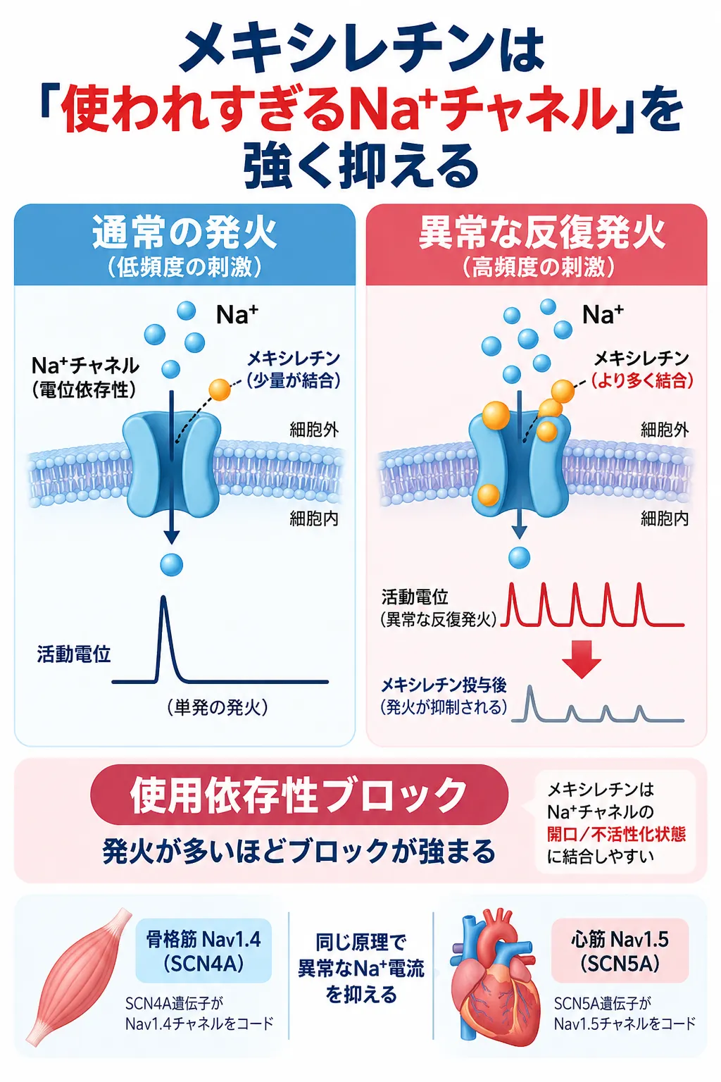 メキシレチンが電位依存性Na⁺チャネルの開口・不活性化状態に結合し、発火頻度が高いほどブロックが強まる使用依存性ブロックによって、骨格筋NaV1.4（SCN4A）と心筋NaV1.5（SCN5A）の異常な反復発火を抑える仕組みを示す模式図