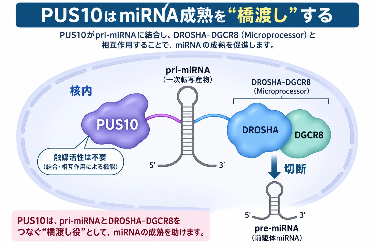 PUS10が核内でpri-miRNAに結合し、DROSHA-DGCR8マイクロプロセッサーとの橋渡しをして、触媒活性に依存せずpre-miRNAへの切断とmiRNA成熟を促進する仕組みを示す模式図