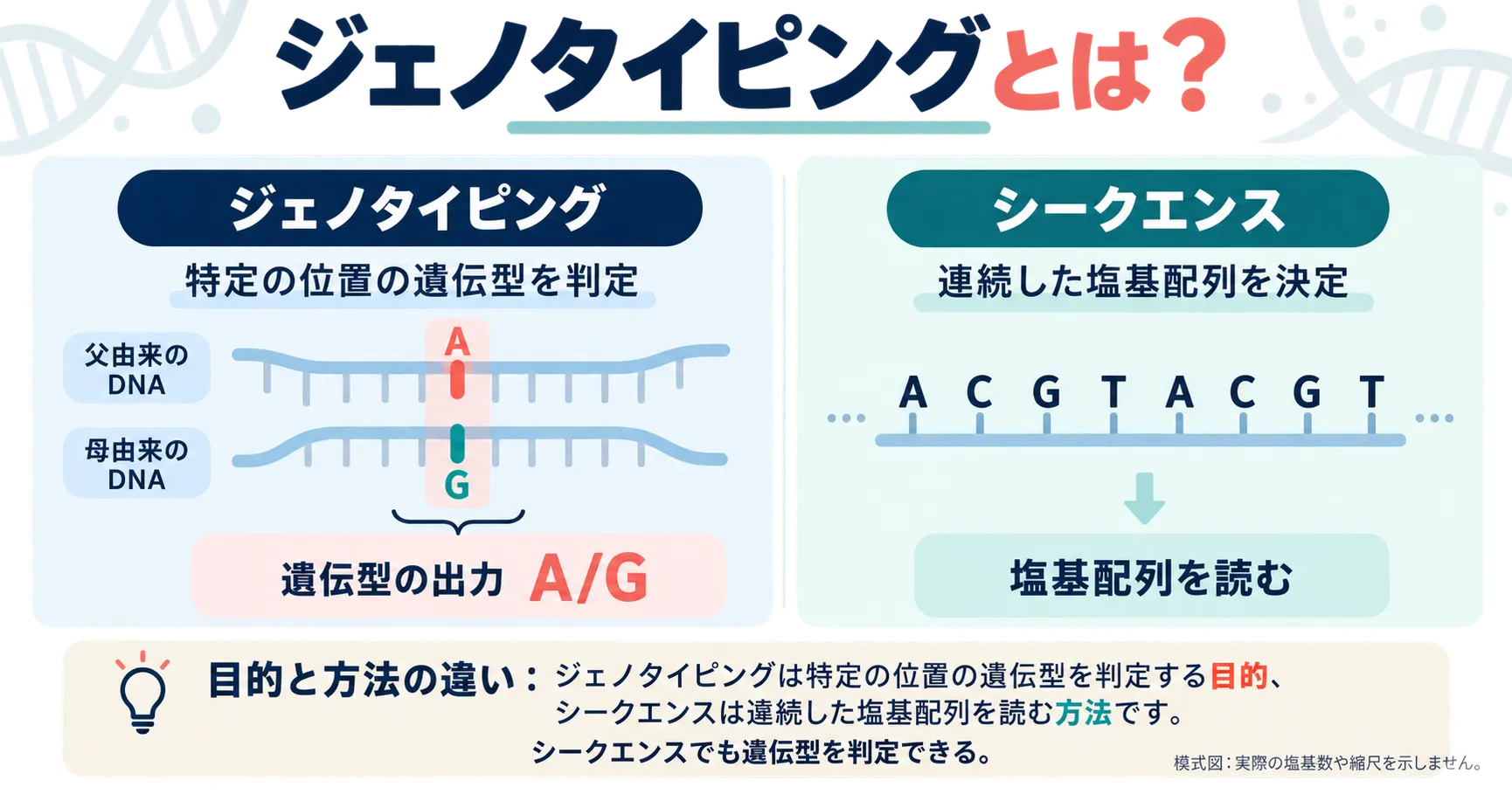 ジェノタイピングとシークエンスの違いの模式図:ジェノタイピングは特定の位置の遺伝子型(例:父由来A・母由来GでA/G)を判定し、シークエンスは連続した塩基配列を読む。シークエンスでも遺伝子型を判定できる