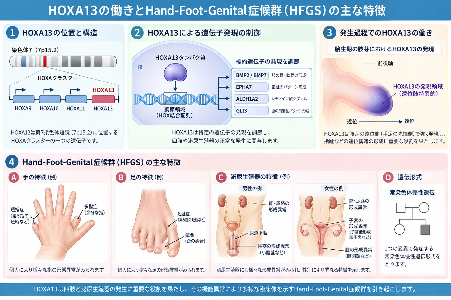 HOXA13遺伝子の染色体7p15.2上の位置、転写因子としての標的遺伝子制御、胎生期の遠位肢形成、手足性器症候群(HFGS)の四肢・泌尿生殖器異常と常染色体顕性遺伝を示す模式図