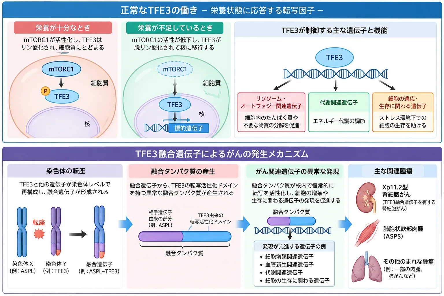 TFE3の正常な栄養応答と融合遺伝子による発がん機序を示す模式図。栄養十分時のmTORC1によるTFE3リン酸化と細胞質保持、栄養不足時の核移行、TFE3融合タンパク質による異常な遺伝子発現、TFE3関連腎細胞がんと胞巣状軟部肉腫（ASPS）への関与を示す
