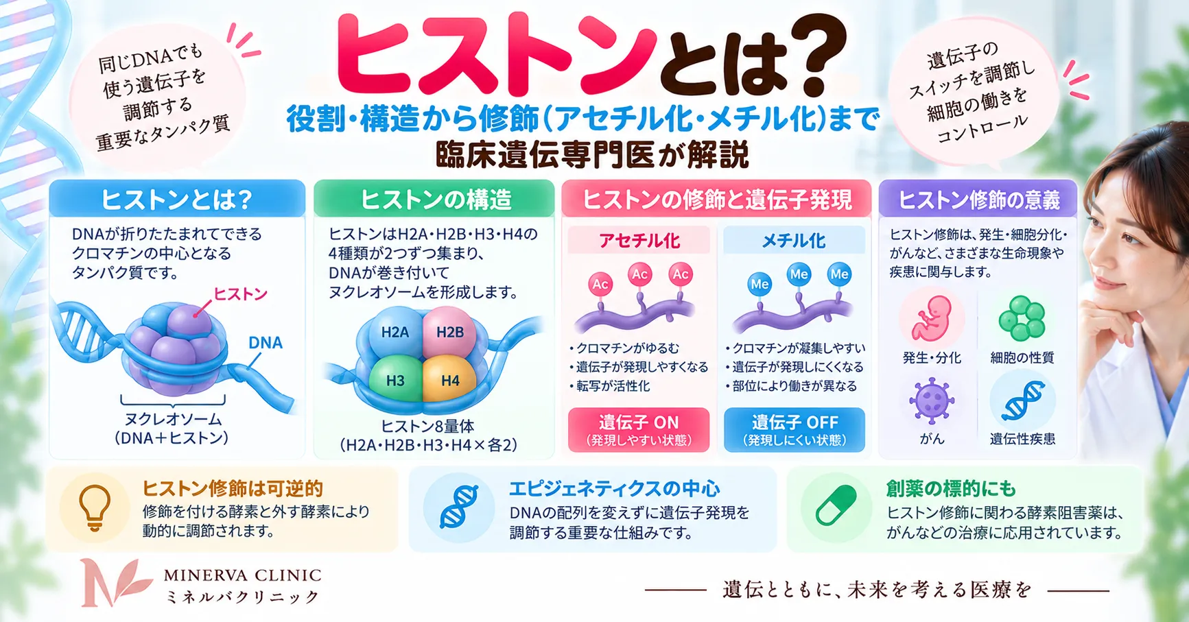 ヒストンの構造・役割とヒストン修飾 DNAがヒストンに巻きついてヌクレオソームを形成し、ヒストン修飾によってクロマチン構造と遺伝子発現が調節される仕組みを示すインフォグラフィック