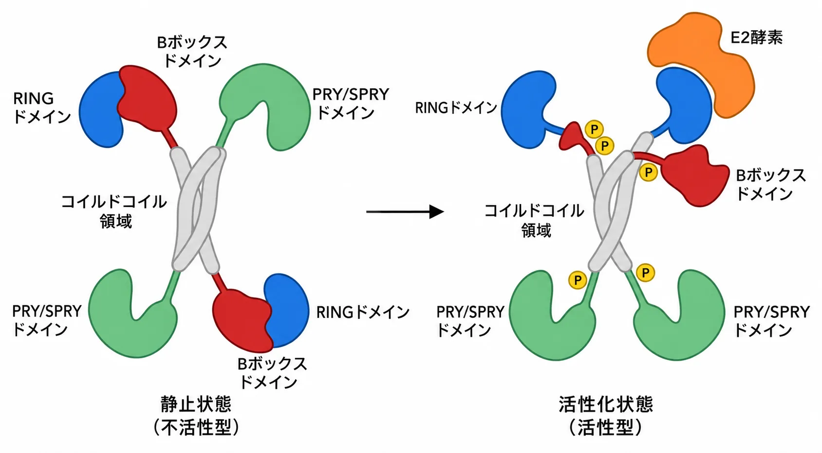 TRIM21ダイマーの休止状態と活性化状態を比較した模式図。反平行コイルドコイルを軸に、両端へRING(青)・B-Box(赤)・PRY/SPRY(緑)の各ドメインが配置される。休止状態ではB-BoxがRINGを覆い自己阻害しているが、活性化状態ではRING-B-Box境界のリン酸化(P)によりB-Boxが排除され、RINGにE2酵素(橙)が結合できるようになる。