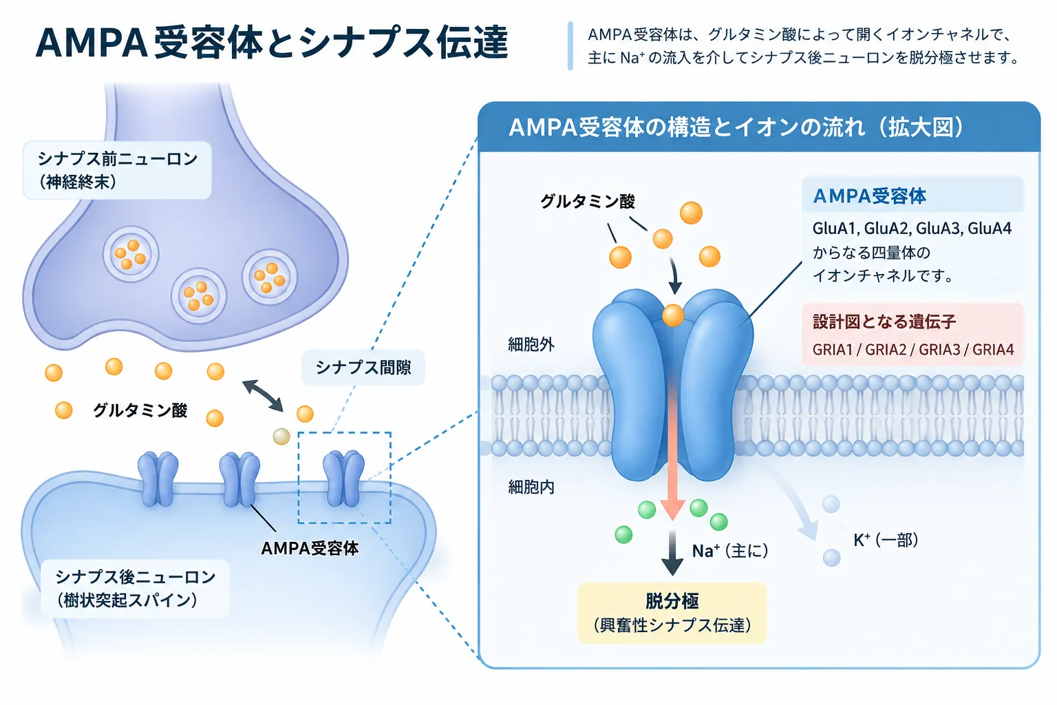 シナプス前ニューロンから放出されたグルタミン酸がシナプス後膜のAMPA受容体に結合し、チャネルが開いて主にNa⁺が流入して脱分極を起こす仕組みを示した模式図。AMPA受容体はGluA1〜GluA4からなる四量体で、各サブユニットはGRIA1〜GRIA4遺伝子にコードされる。
