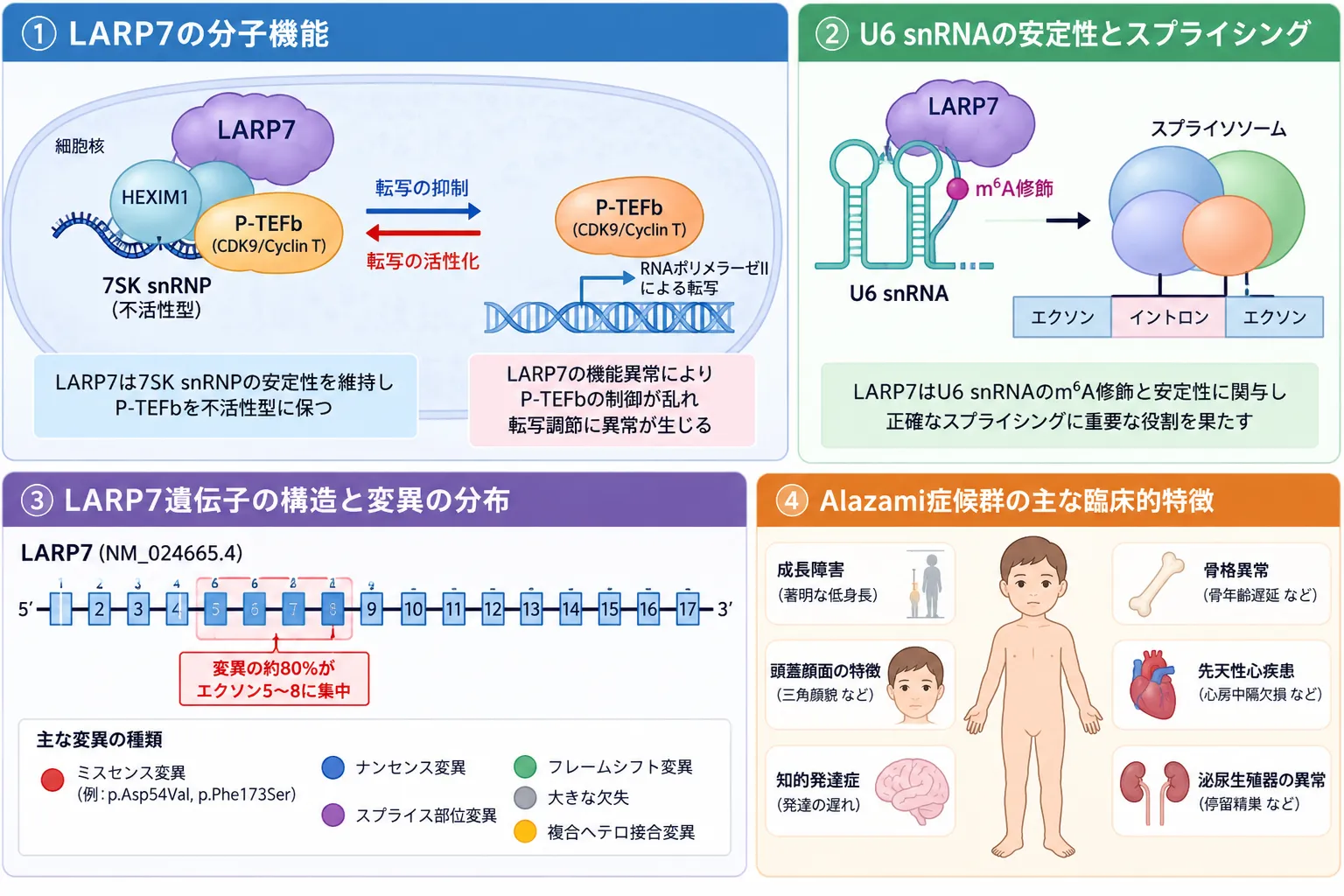 LARP7の7SK snRNP・P-TEFbによる転写制御、U6 snRNAとスプライシング、遺伝子変異、アラザミ症候群の臨床的特徴を示す模式図