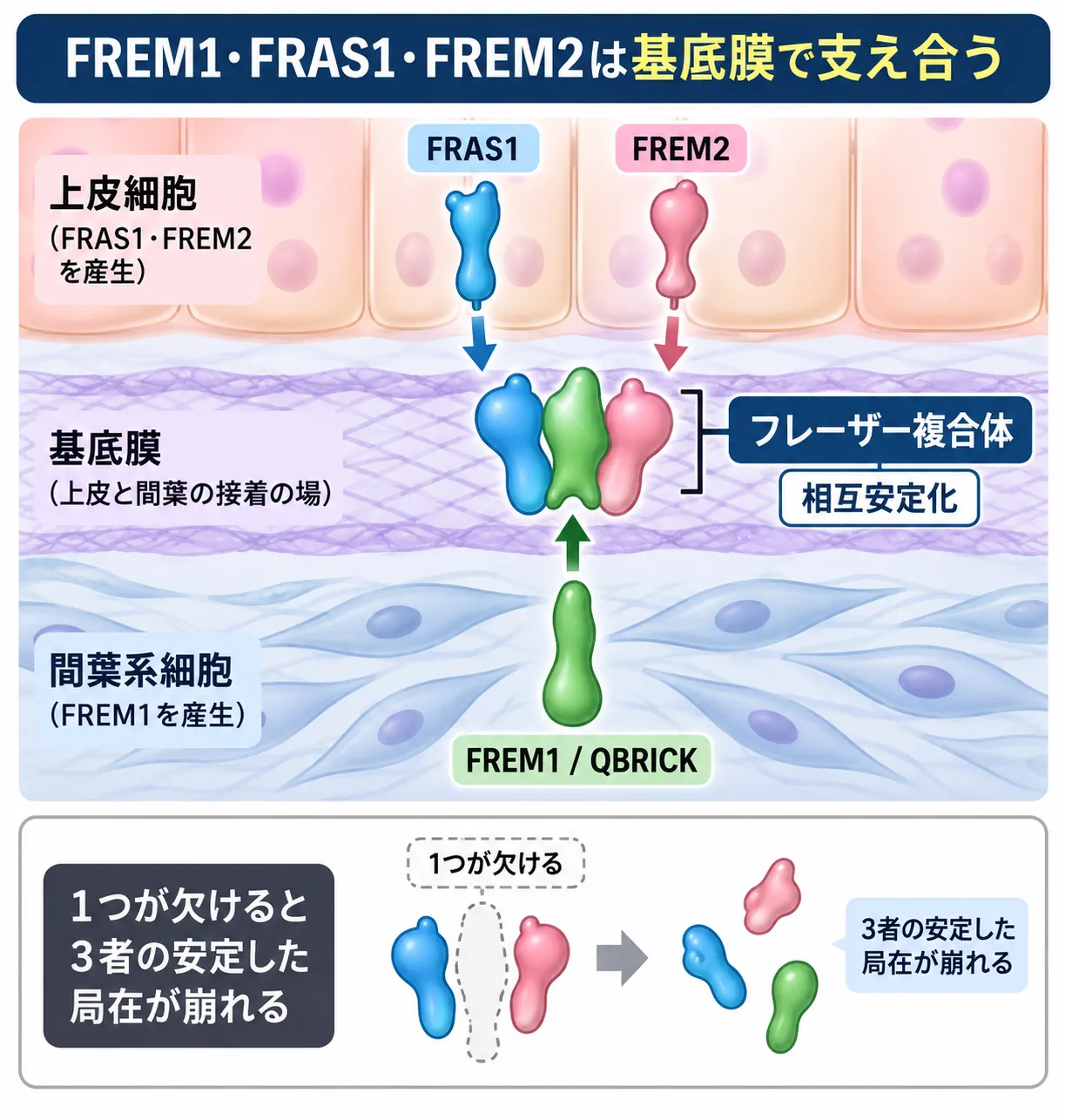 FREM1が間葉系細胞から、FRAS1とFREM2が上皮細胞から基底膜へ配置され、3つのタンパク質がフレーザー複合体を形成して相互安定化する仕組みと、1つが欠けると3者の安定した局在が崩れる様子を示す模式図