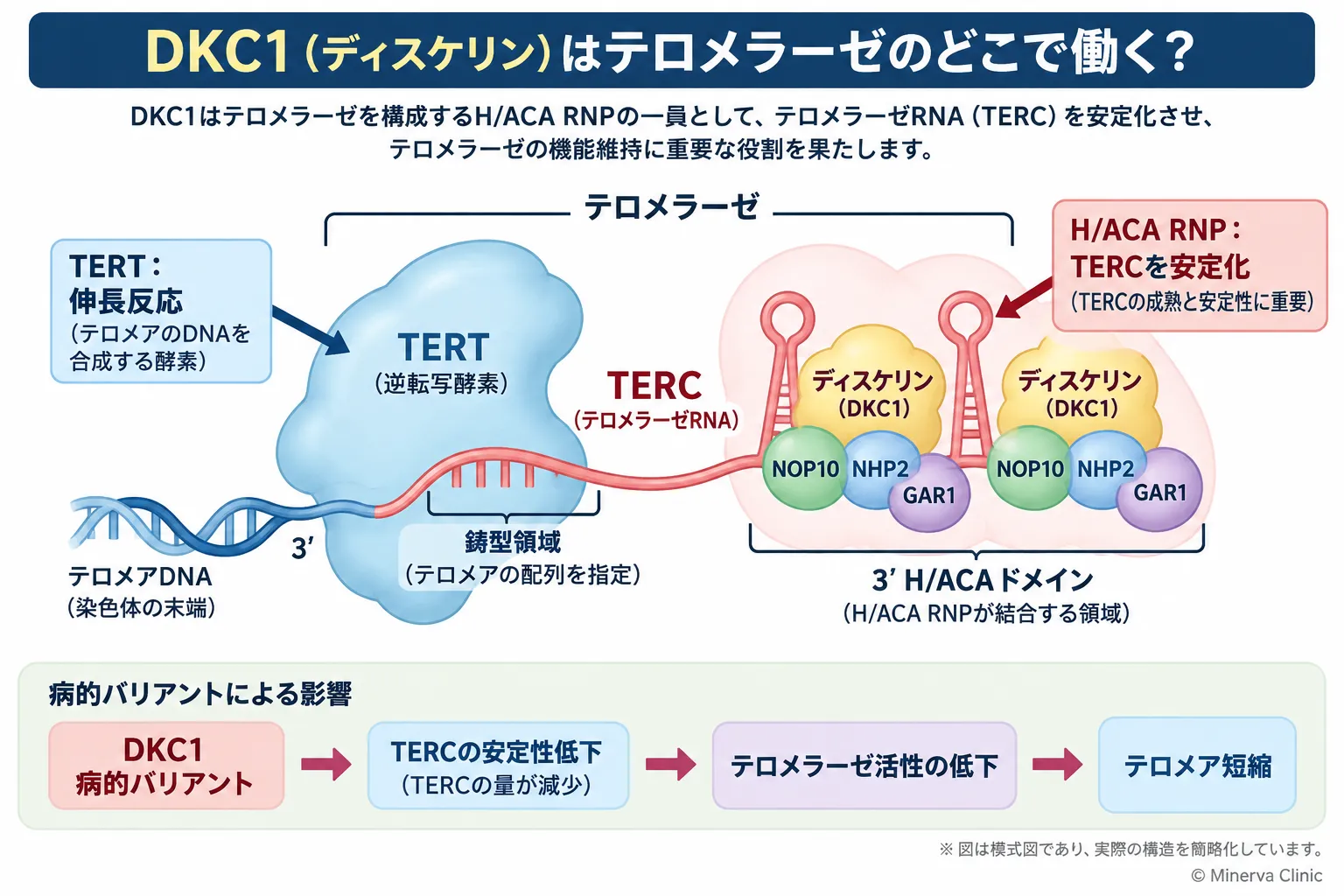 DKC1(ディスケリン)がテロメラーゼRNA(TERC)のH/ACAドメインでNOP10・NHP2・GAR1と複合体を形成してTERCを安定化し、病的バリアントによってTERC減少、テロメラーゼ活性低下、テロメア短縮へ至る仕組みを示す模式図