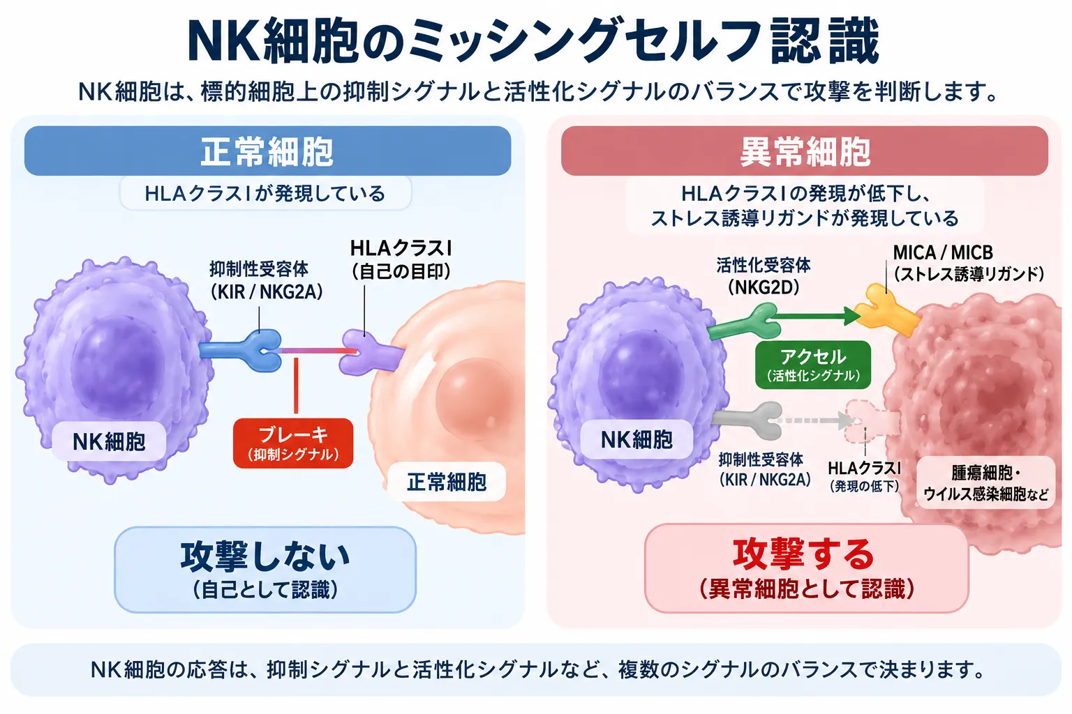 NK細胞が正常細胞ではHLAクラスIを抑制性受容体KIR・NKG2Aで認識して攻撃を抑え、HLAクラスIが低下しMICA・MICBなどのストレス誘導リガンドを発現する異常細胞では活性化シグナルが優位となって攻撃するミッシングセルフ認識の模式図