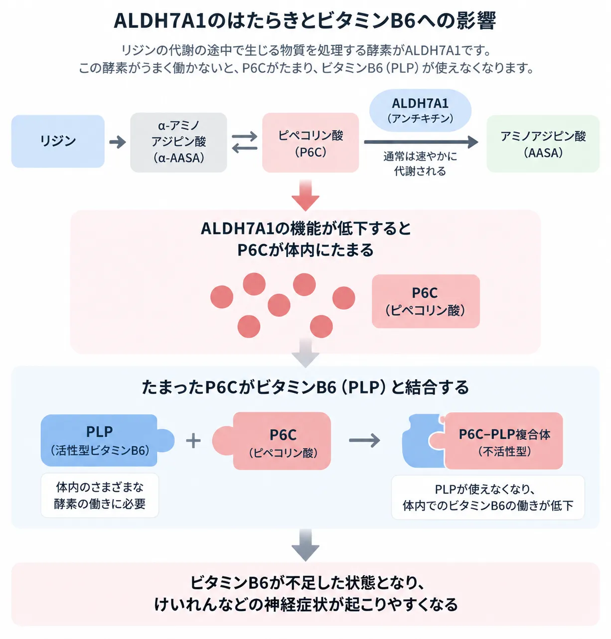 ALDH7A1機能低下によりリジン代謝物P6Cが蓄積し、活性型ビタミンB6（PLP）を不活化してけいれんにつながる仕組み