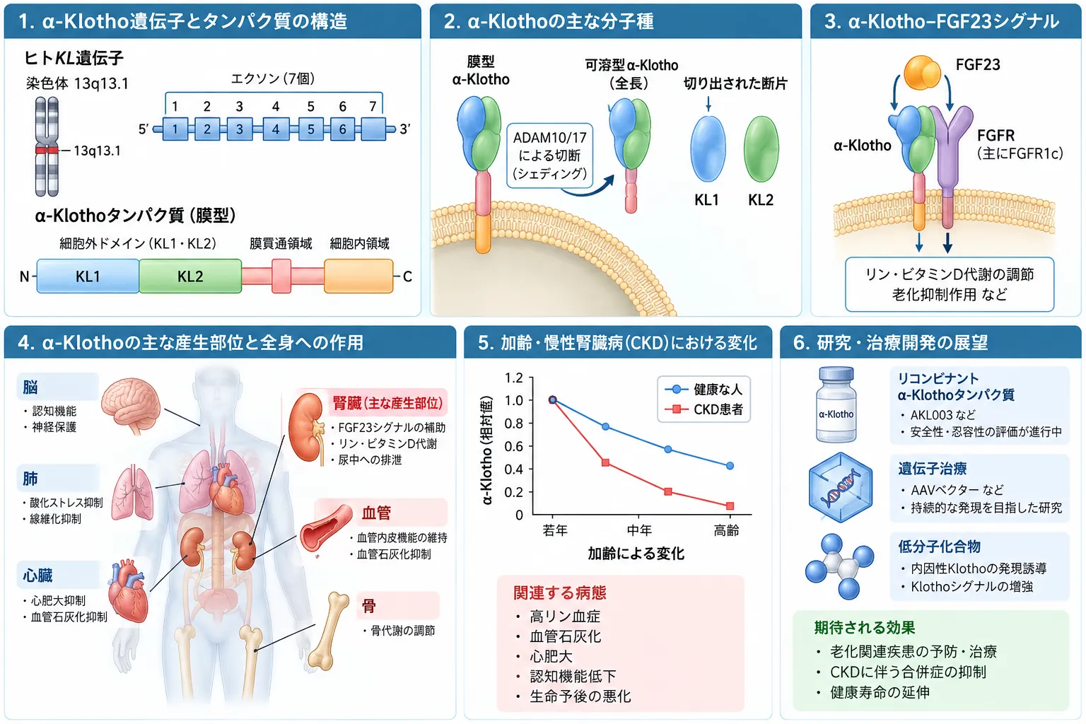 α-Klothoの遺伝子・タンパク質構造、分子種、FGF23シグナル、腎臓を中心とした全身作用、加齢・慢性腎臓病との関連、治療開発を示す模式図