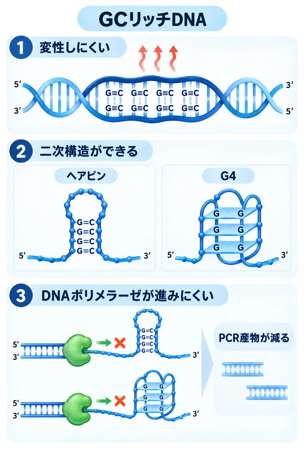 GCリッチDNAが変性しにくく、ヘアピンやG4などの二次構造によってDNAポリメラーゼの伸長が妨げられ、PCR産物が減少する仕組み