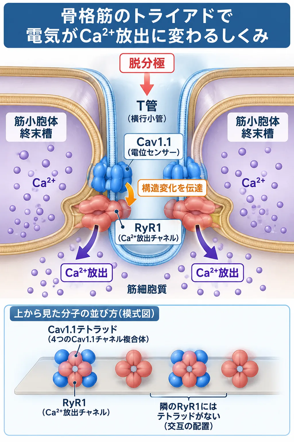骨格筋のトライアドで、T管のCaV1.1が脱分極を感知して構造変化をRyR1へ伝え、筋小胞体からCa2+を放出する興奮収縮連関の仕組みと、CaV1.1テトラッドがRyR1に交互に配置される構造を示す模式図