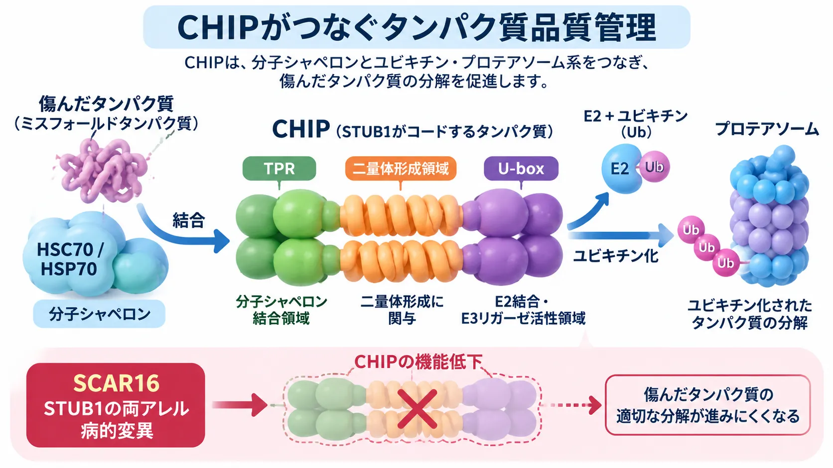 CHIPがHSC70・HSP70などの分子シャペロンと結合し、E2酵素からユビキチンを受け取って傷んだタンパク質をユビキチン化し、プロテアソームによる分解へ導く仕組みと、SCAR16でSTUB1の両アレル病的変異によりCHIP機能が低下する過程を示す模式図