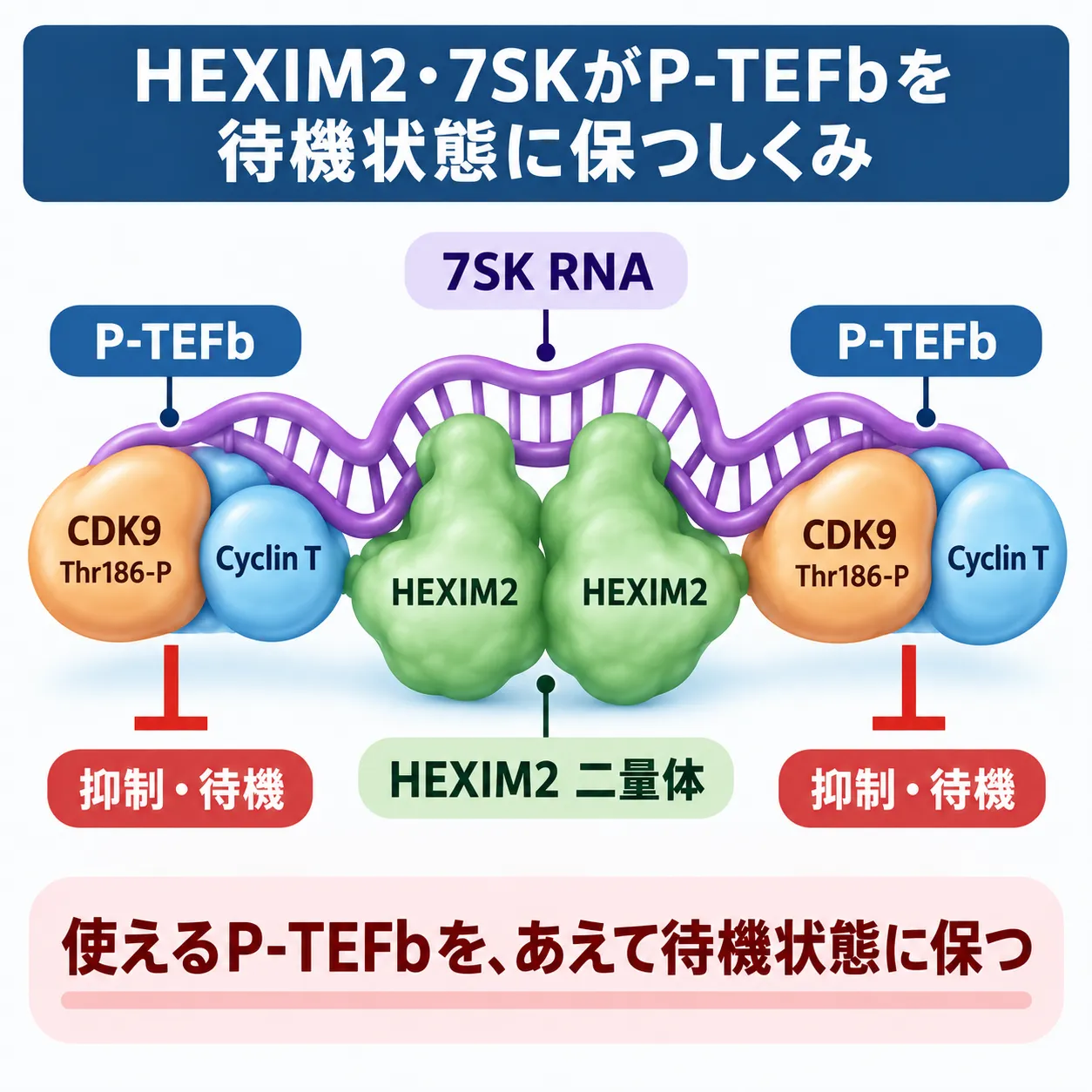 HEXIM2二量体が7SK RNAと結合し、Thr186がリン酸化されたCDK9とCyclin Tからなる2分子のP-TEFbを捕捉・抑制して、転写に利用可能なP-TEFbを待機状態に保つ7SK snRNPの模式図