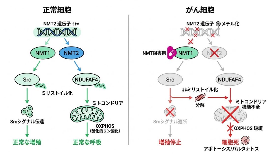 正常細胞とがん細胞におけるNMT1・NMT2のはたらきを比較した図。正常細胞ではNMT1とNMT2が協調し、Srcのミリストイル化でSrcシグナル伝達と正常な増殖を、NDUFAF4の修飾でミトコンドリアのOXPHOS(酸化的リン酸化)と正常な呼吸を支える。がん細胞ではNMT2遺伝子がメチル化で抑制されNMT1に依存するため、NMT阻害剤でNMT1を止めるとSrcとNDUFAF4が非ミリストイル化・分解され、Srcシグナル遮断による増殖停止と、ミトコンドリア機能不全・OXPHOS破綻による細胞死(アポトーシス)が同時に起こる。
