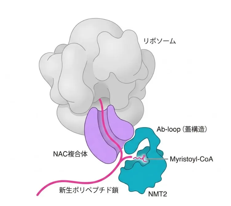 リボソームの出口トンネルにNAC複合体を介してNMT2が結合した3者複合体の模式図。新生ポリペプチド鎖が出口から伸び、NMT2のAb-loop（蓋構造）とMyristoyl-CoAが翻訳中のタンパク質先頭に目印をつける位置関係を示す。