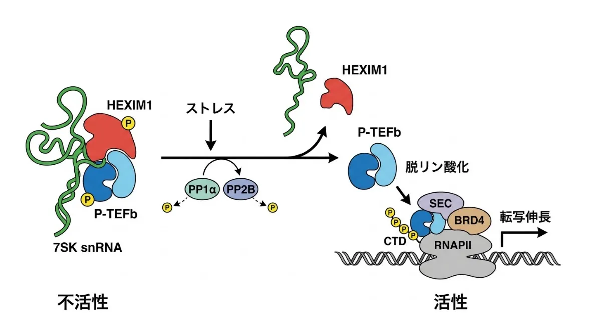 7SK snRNPからのP-TEFb放出と活性化を示す模式図。左は不活性状態で、7SK snRNA上にHEXIM1とP-TEFbがリン酸化された状態で結合している。中央でストレス刺激によりPP1α・PP2B(カルシニューリン)が脱リン酸化を行い、右の活性状態ではP-TEFbがHEXIM1と7SK snRNAから解離し、SEC・BRD4とともにRNAポリメラーゼII(RNAPII)に動員され、CTDをリン酸化して転写伸長を進める。