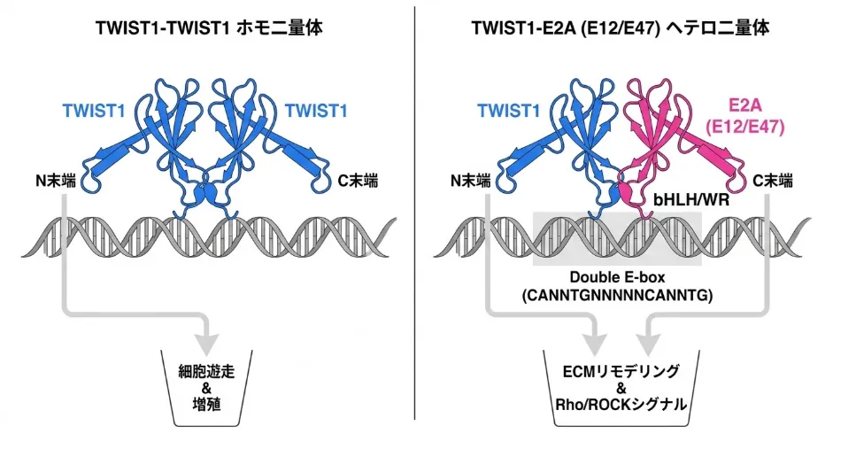 TWIST1ホモ二量体とTWIST1-E2Aヘテロ二量体を左右で比較した模式図。左のTWIST1-TWIST1ホモ二量体はDNAに結合し、細胞遊走と増殖を促す。右のTWIST1-E2A（E12/E47）ヘテロ二量体はbHLH/WRドメインでダブルE-box配列（CANNTGNNNNNCANNTG）に結合し、ECMリモデリングとRho/ROCKシグナルを駆動する。