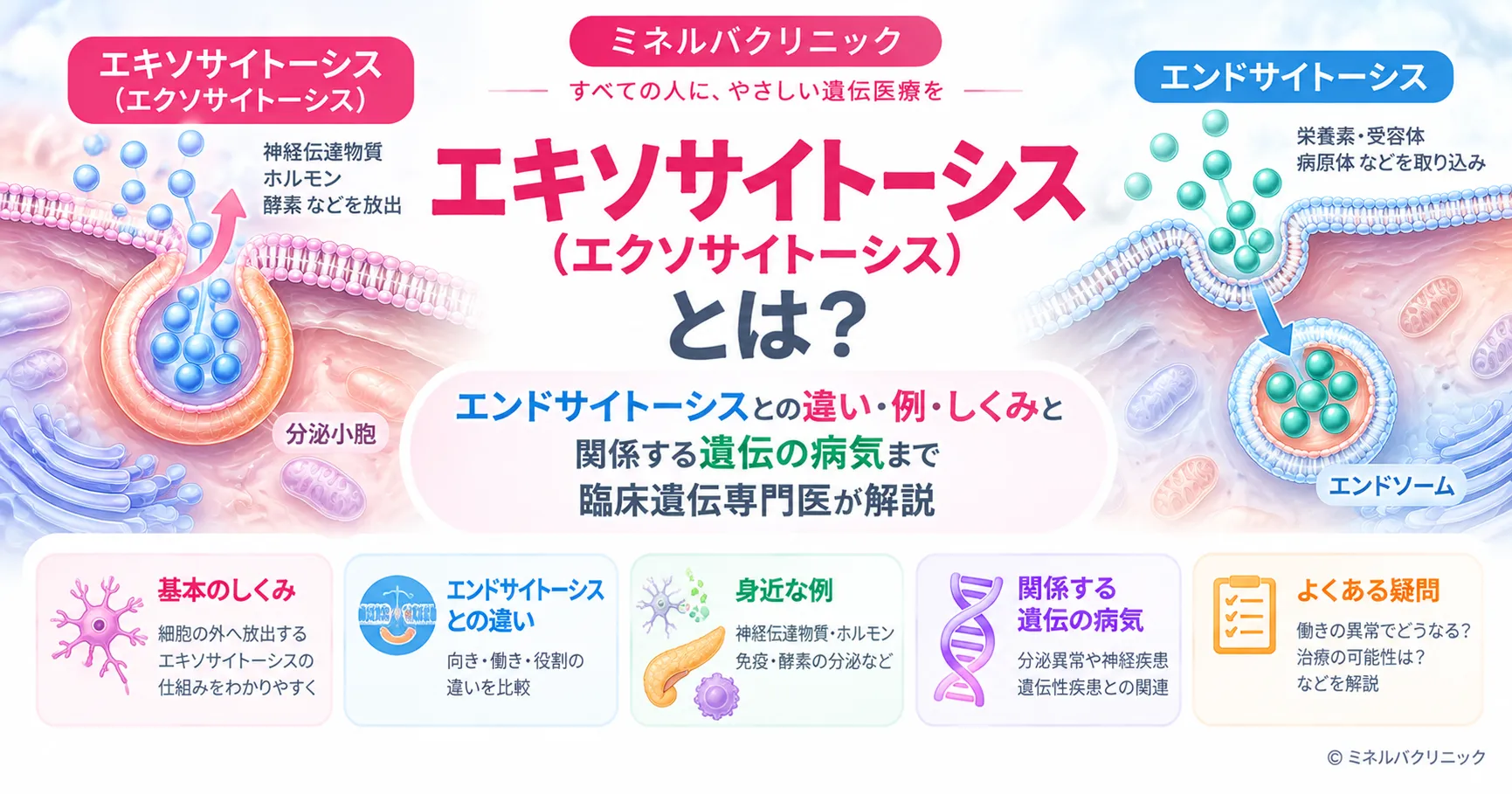 エキソサイトーシスとは エキソサイトーシス(開口分泌)とエンドサイトーシスの違いと、例・しくみを説明する図