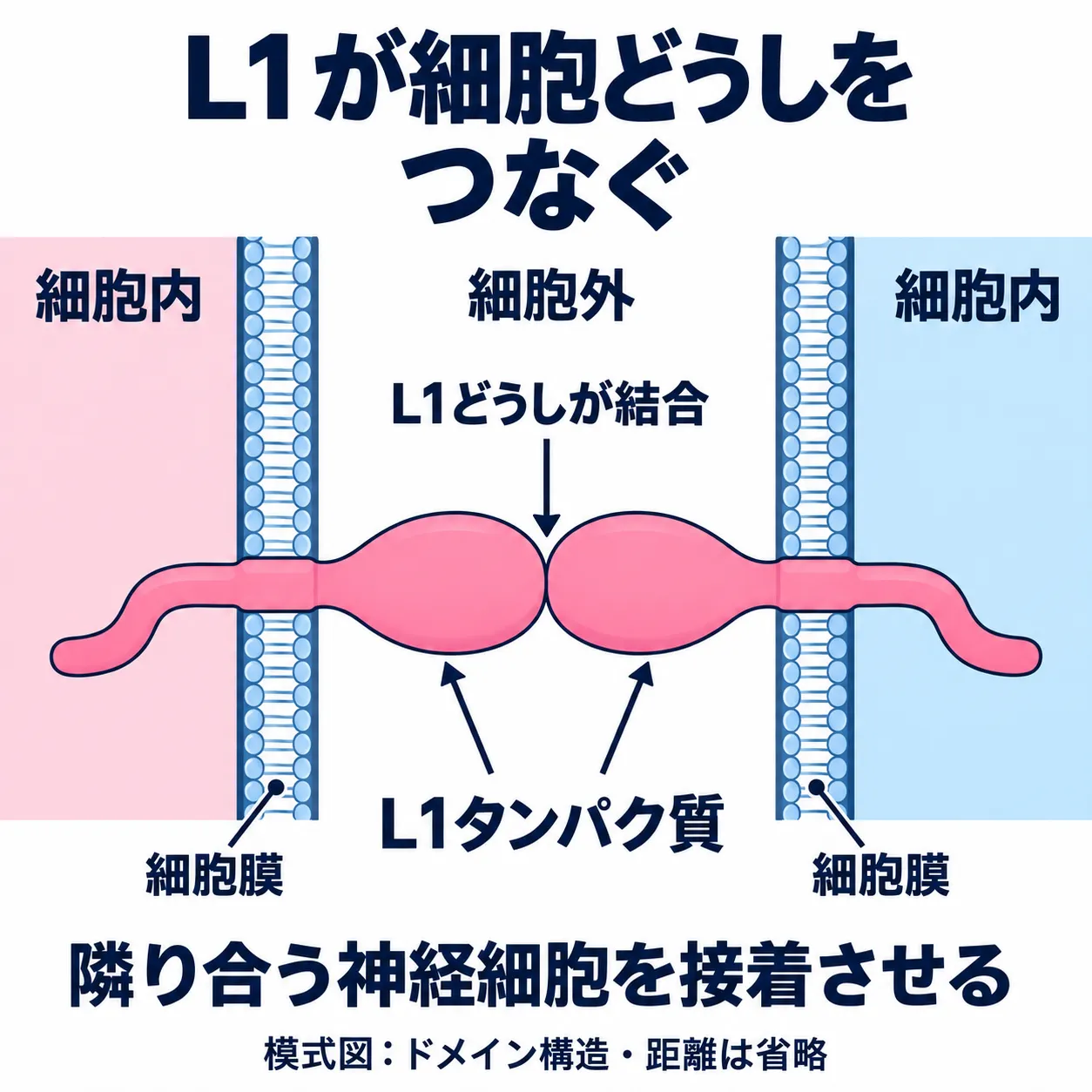 隣り合う神経細胞の細胞膜を貫くL1タンパク質が、細胞外で互いに結合して細胞接着を支える模式図。