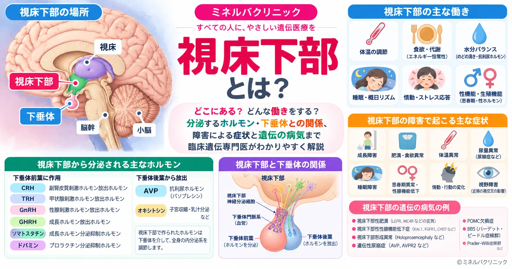 視床下部の位置と働き、下垂体との関係を解説するインフォグラフィック