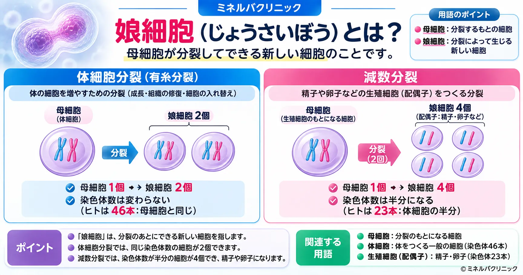 娘細胞(じょうさいぼう)とは?読み方・母細胞との違い・なぜ「娘」と呼ぶのか|体細胞分裂と減数分裂でできる数と染色体数