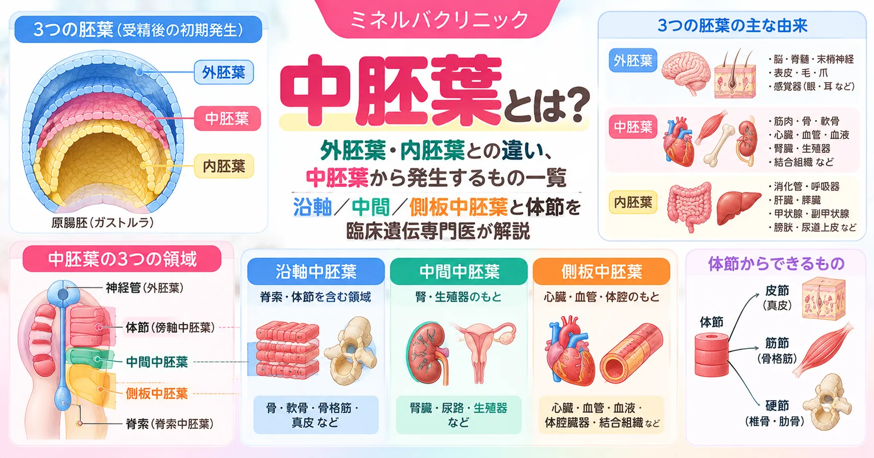 中胚葉とは何かと、外胚葉・中胚葉・内胚葉から発生するもの、中胚葉の4つの区分をまとめた図