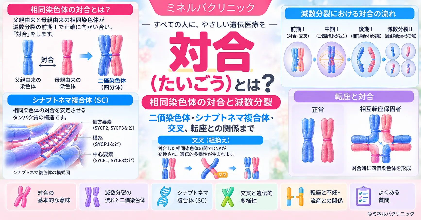 対合(たいごう)とは 対合(たいごう)とは何かと、相同染色体が対合して二価染色体になり交叉を経て第一分裂で分かれる流れを示したインフォグラフィック