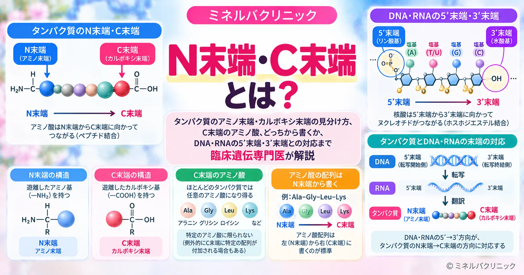N末端・C末端の意味と、mRNAの5'→3'とタンパク質のN末端→C末端の向きの対応を説明する図
