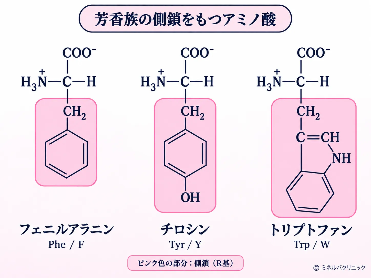 フェニルアラニン(Phe・F)、チロシン(Tyr・Y)、トリプトファン(Trp・W)の構造式を並べ、芳香族の側鎖をピンク色で示した図