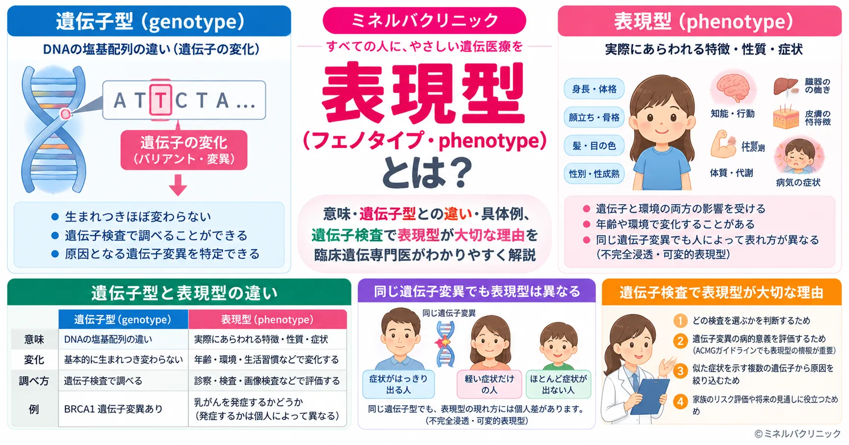 表現型（フェノタイプ）とは何かと、遺伝子型との関係を説明するインフォグラフィック