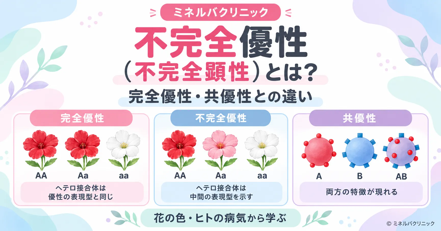 不完全優性(不完全顕性)とは 不完全優性(不完全顕性)とは何か、完全優性・共優性との違いと花の色の例を解説するインフォグラフィック