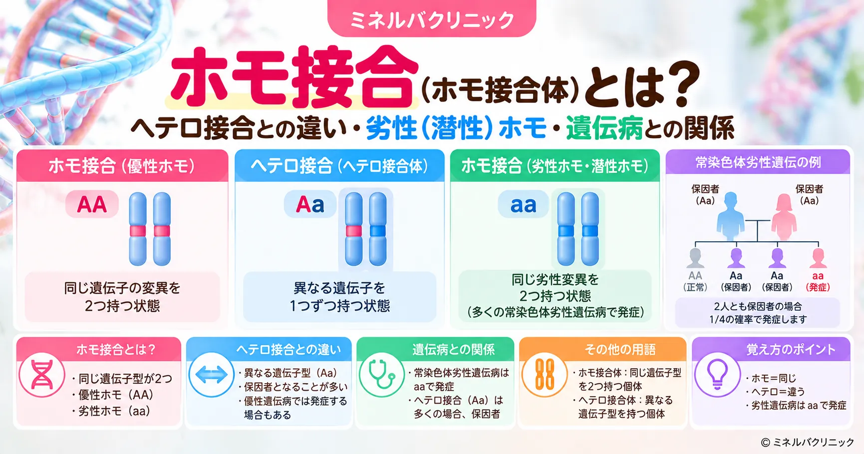 ホモ接合(ホモ接合体)とは ホモ接合(ホモ接合体)とヘテロ接合の違いと、潜性(劣性)の病気が両方のアレルの変化で起こるしくみを示すインフォグラフィック