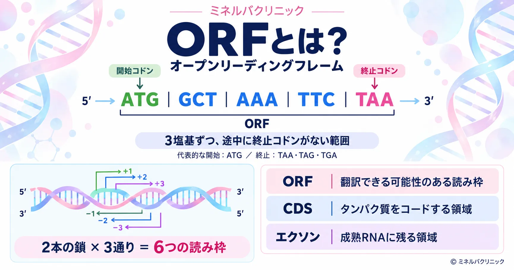 ORF(オープンリーディングフレーム)とは ORF(オープンリーディングフレーム)の意味と6通りの読み枠を説明するインフォグラフィック