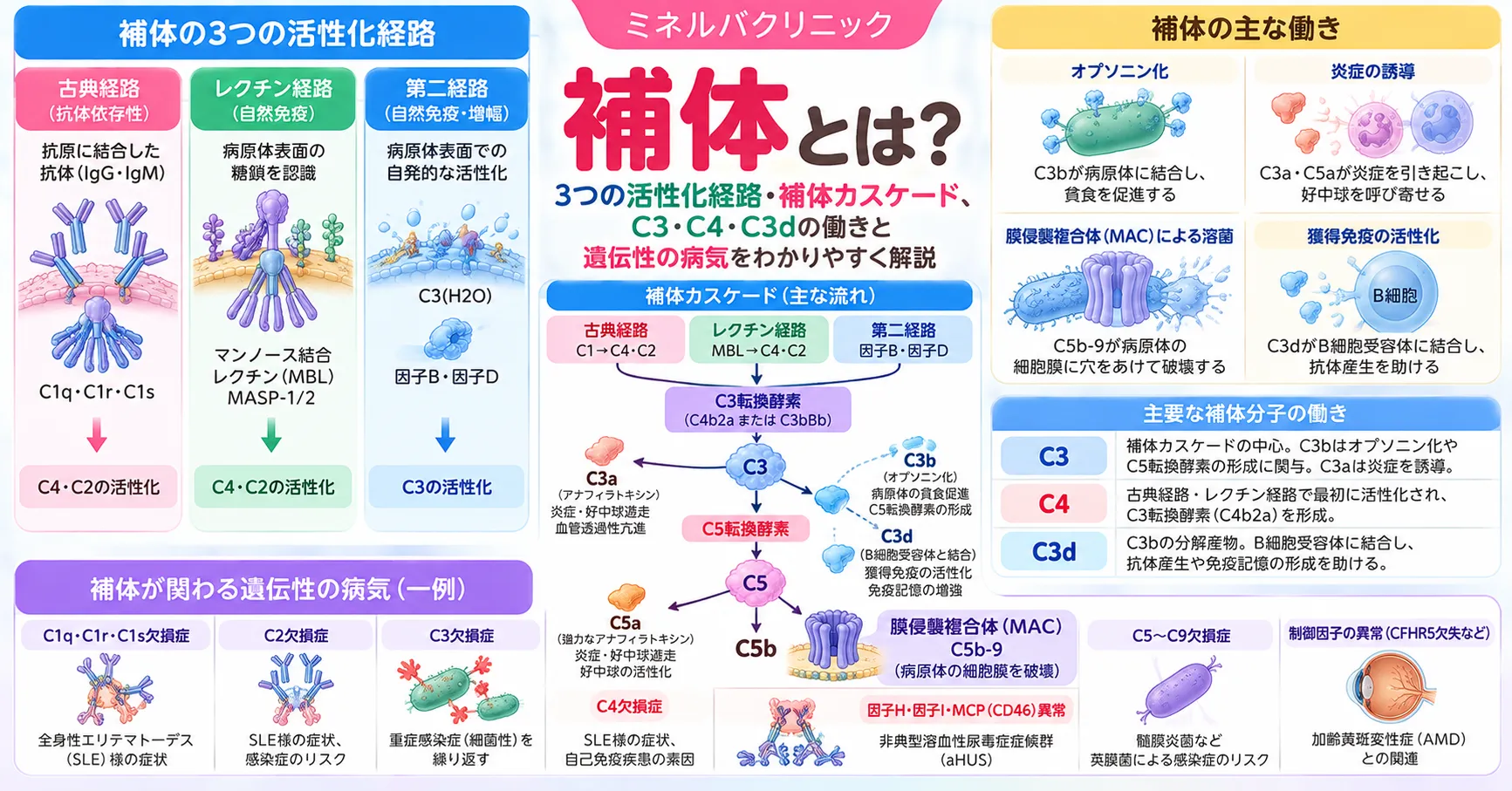 補体とは?3つの活性化経路とカスケード 補体の3つの活性化経路(古典経路・レクチン経路・第二経路)がC3に合流し、オプソニン化・炎症・膜侵襲複合体につながることを示す図
