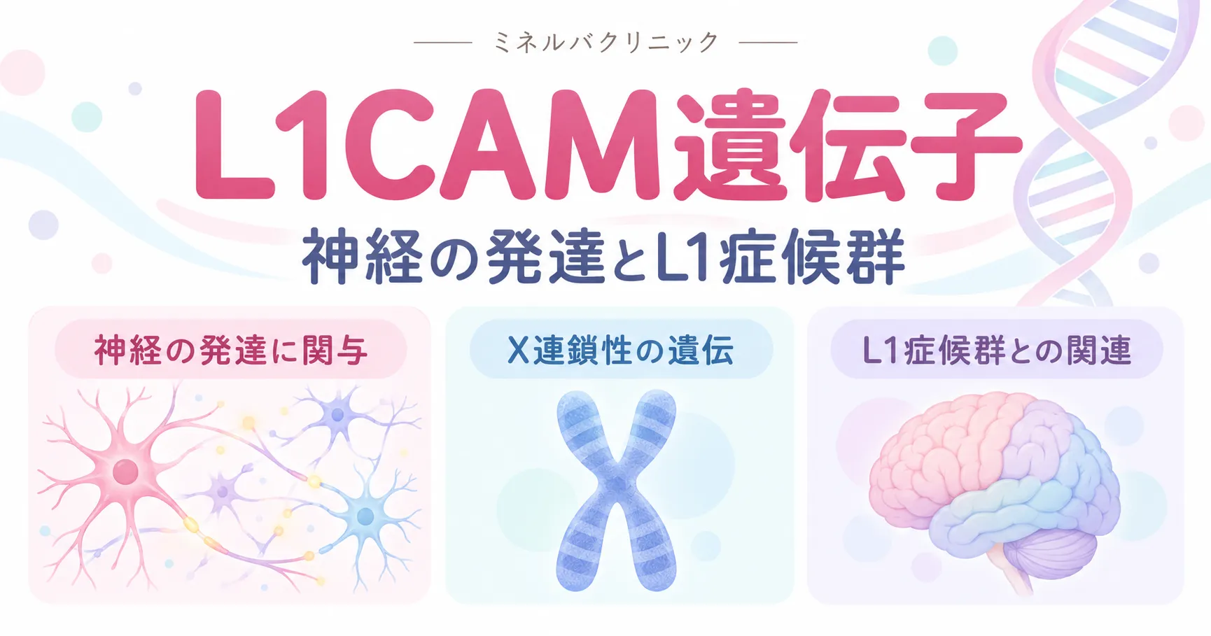 L1CAM遺伝子とL1症候群 L1CAM遺伝子のはたらきとL1症候群・X連鎖遺伝の関係をまとめたインフォグラフィック