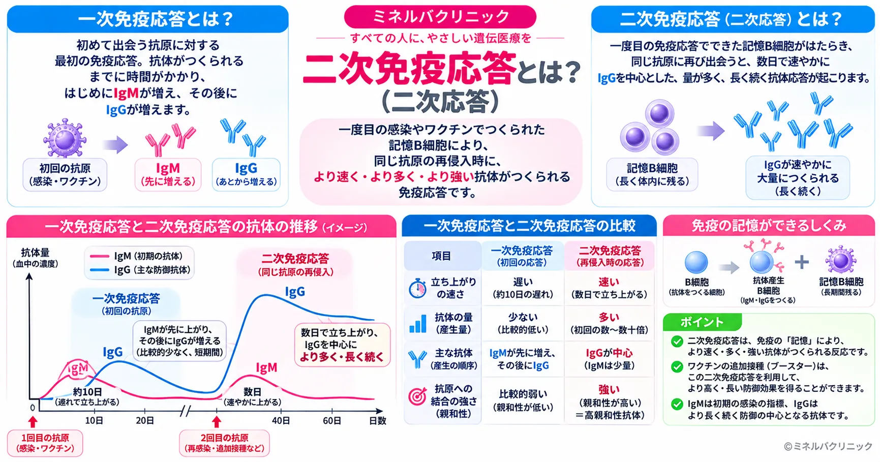二次免疫応答（二次応答）とは？一次免疫応答との違いを比較表とグラフで解説｜免疫記憶・メモリー細胞・IgMからIgGへの変化・ワクチンの追加接種