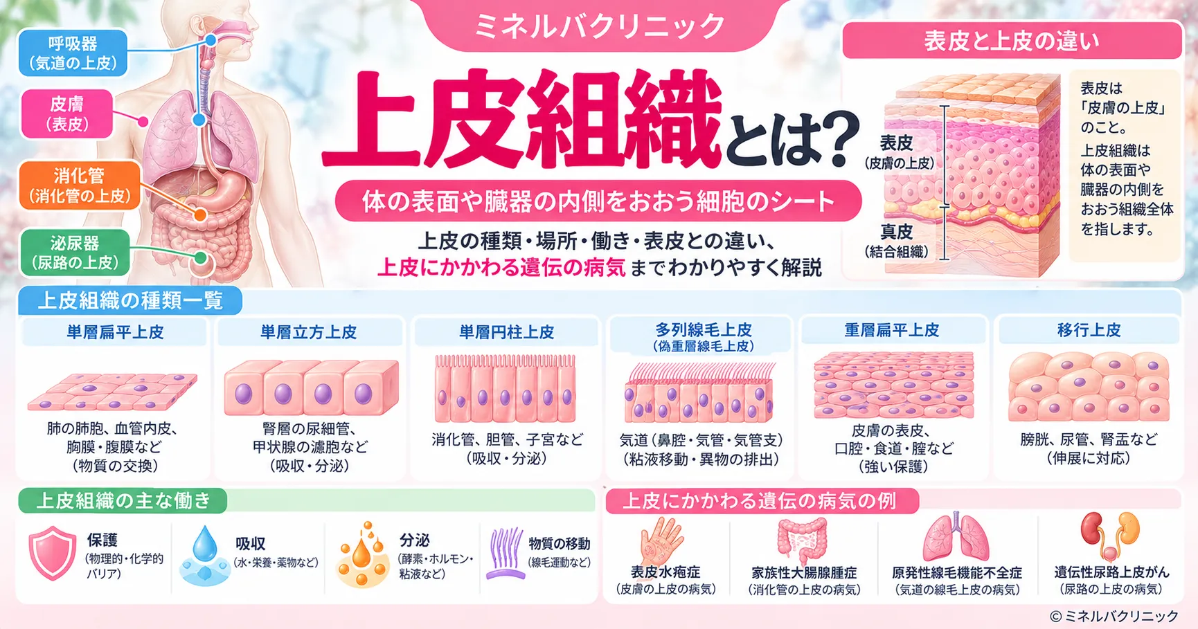 上皮組織の種類一覧と覚え方を、並び方と細胞の形の組み合わせで示したインフォグラフィック