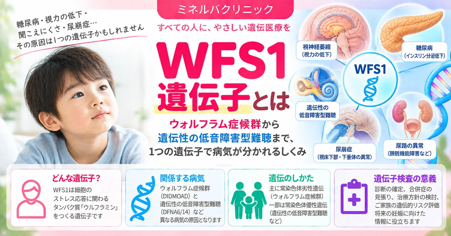 WFS1遺伝子とは WFS1遺伝子の働きと、両方の変化で起こるウォルフラム症候群・片方の変化で起こる遺伝性難聴などの違いを示すインフォグラフィック