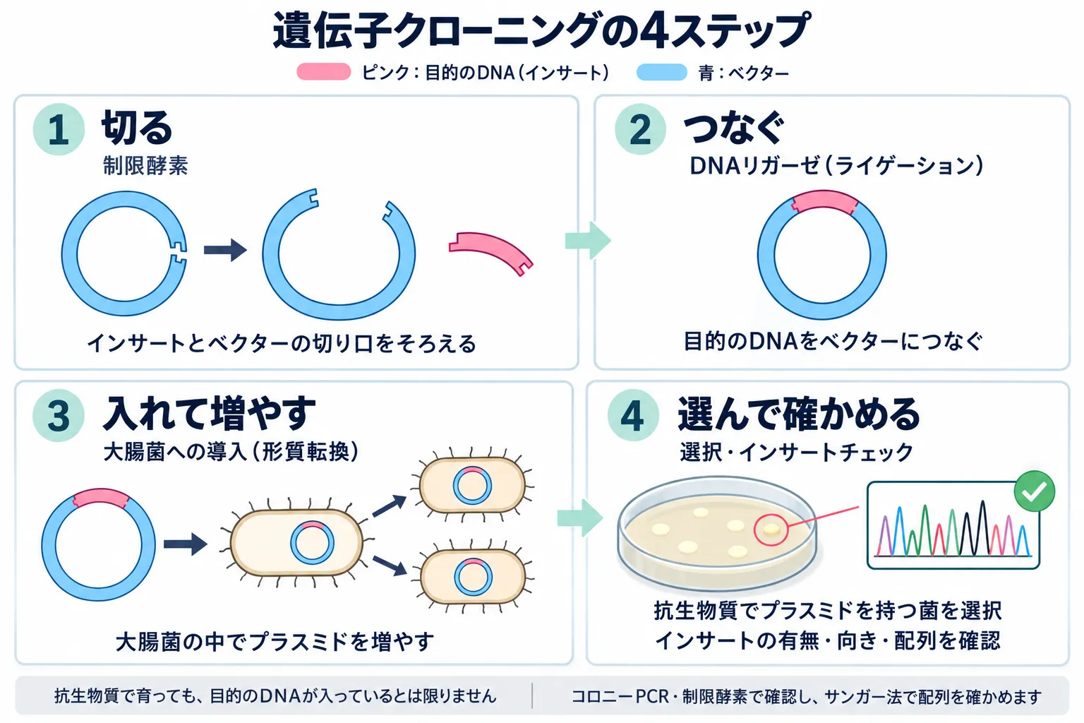 遺伝子クローニングの4工程を示す図。制限酵素でDNAを切り、リガーゼでつなぎ、大腸菌に導入して増やし、目的のインサートの有無・向き・配列を確認する流れ