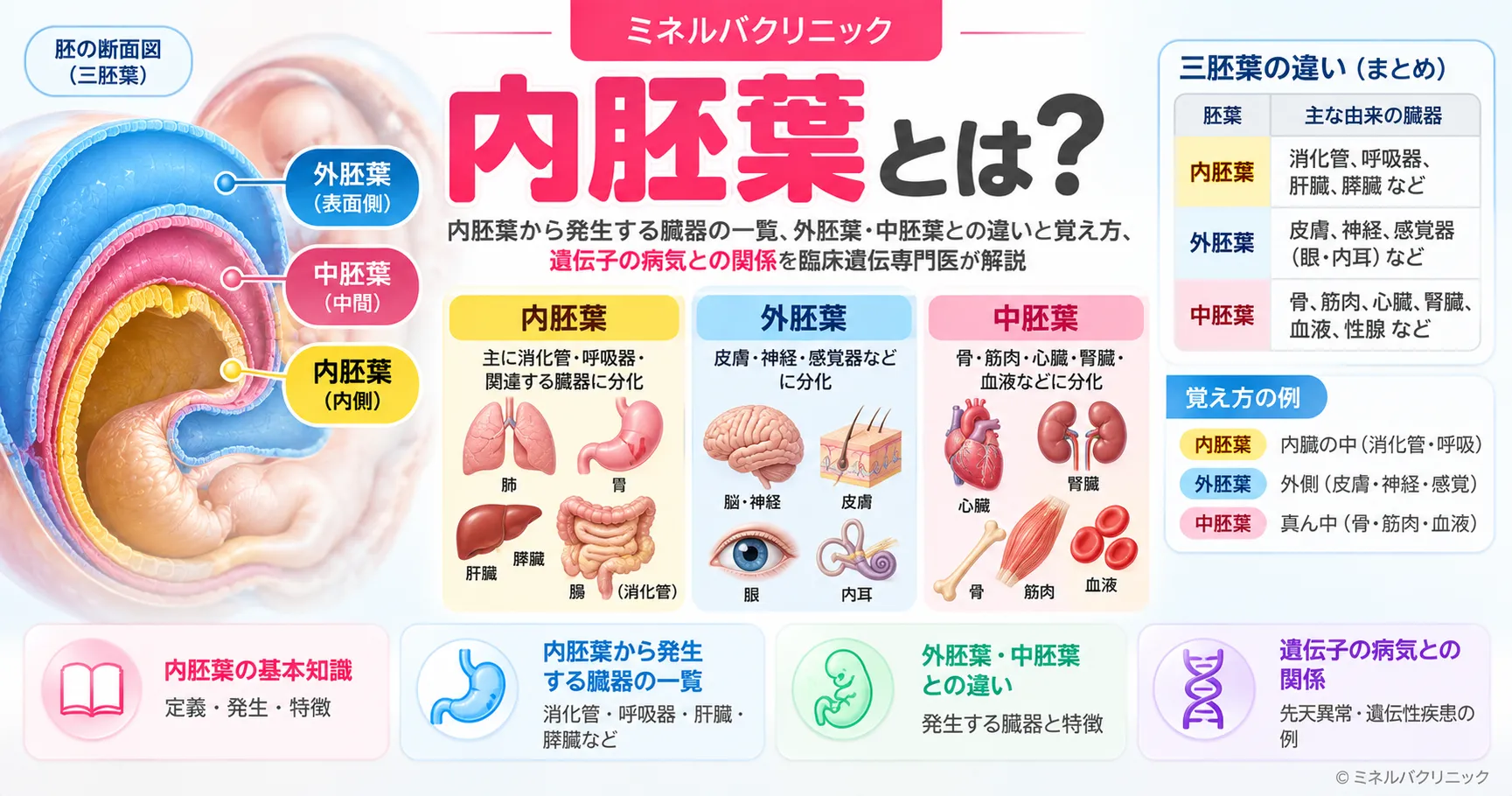 内胚葉とは何かと、内胚葉から発生する臓器、外胚葉・中胚葉との違いをまとめたアイキャッチ画像