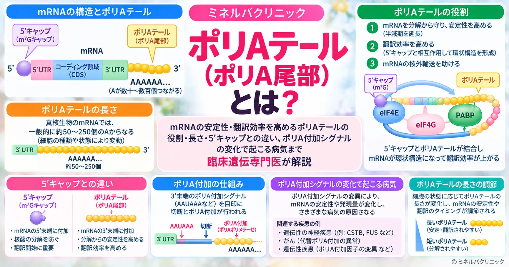 ポリAテール(ポリA尾部)とは ポリAテール(ポリA尾部)の役割と5'キャップとの違いを解説する画像