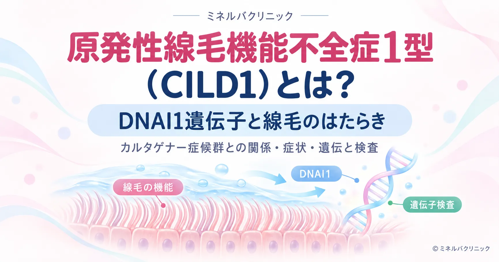 原発性線毛機能不全症1型(CILD1) 原発性線毛機能不全症1型(CILD1)とDNAI1遺伝子、カルタゲナー症候群の関係を説明するインフォグラフィック