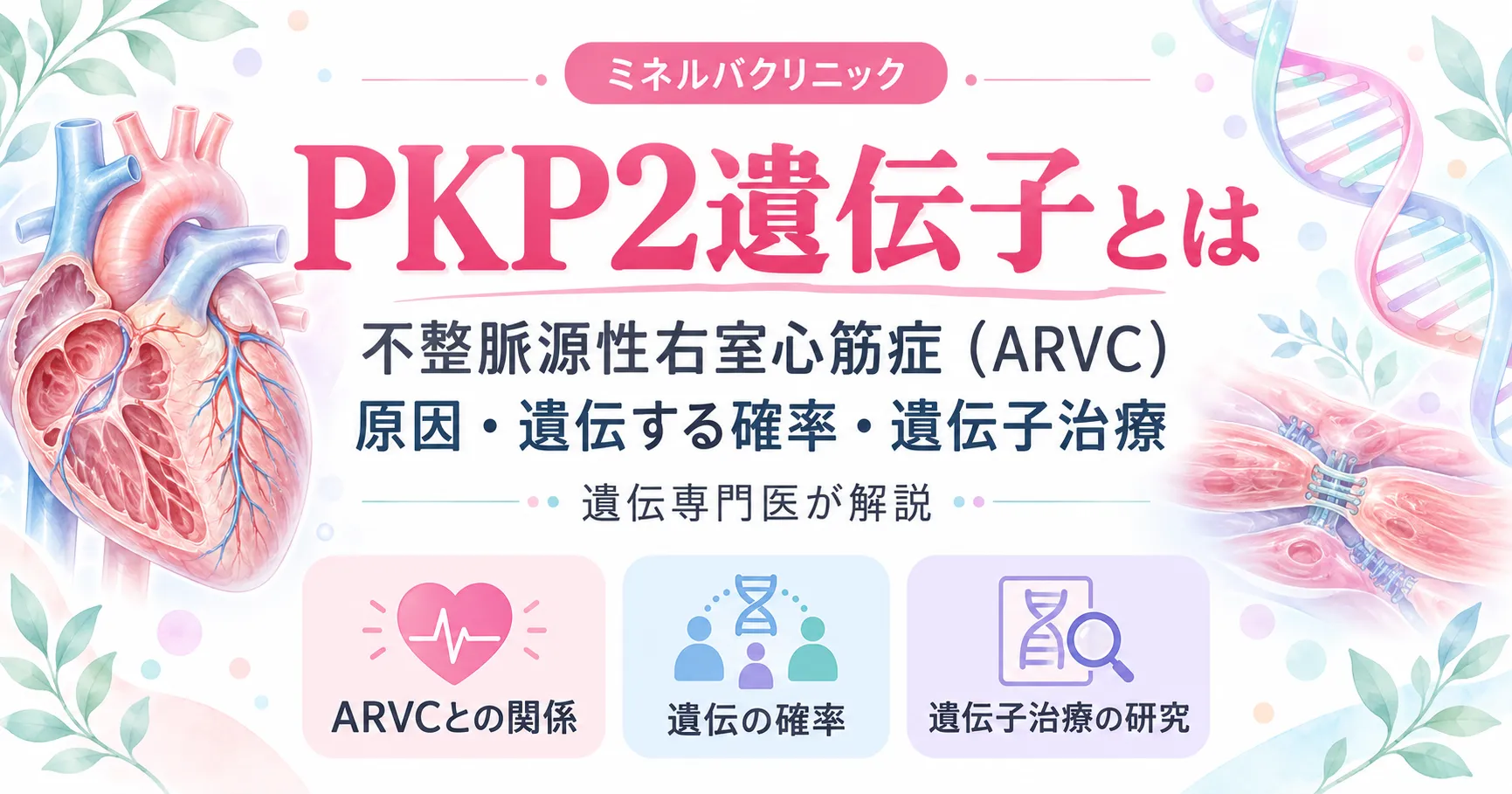 PKP2遺伝子とARVC PKP2遺伝子がつくるプラコフィリン2の働きと、不整脈原性右室心筋症(ARVC)・遺伝する確率・遺伝子治療をまとめたインフォグラフィック