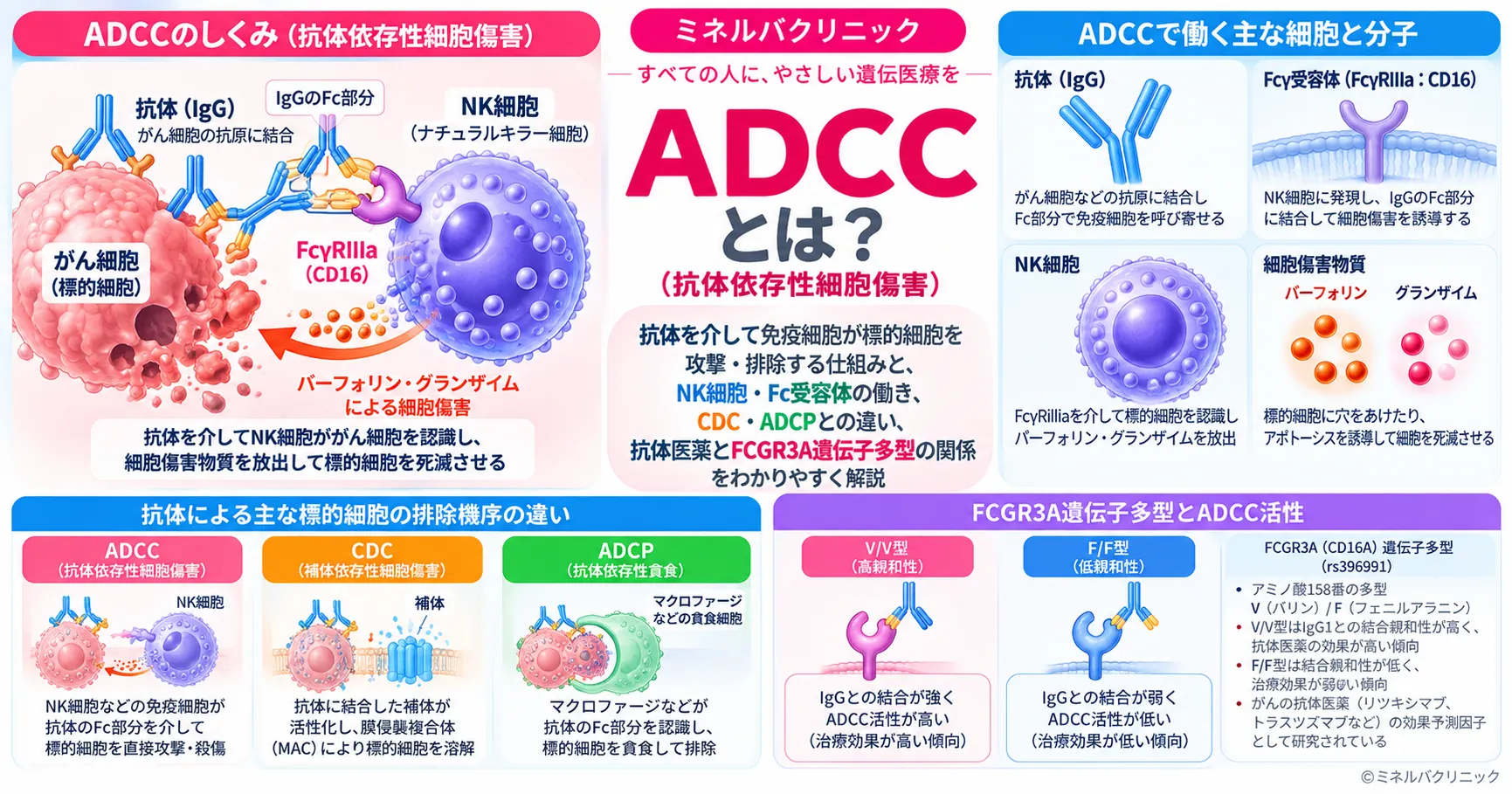 ADCC（抗体依存性細胞傷害）の仕組みを解説するアイキャッチ画像