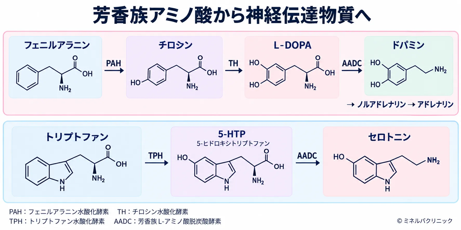 フェニルアラニンからチロシン・L-DOPAを経てドパミンへ、トリプトファンから5-HTPを経てセロトニンへ至る合成経路を、構造式と変換酵素で示した図