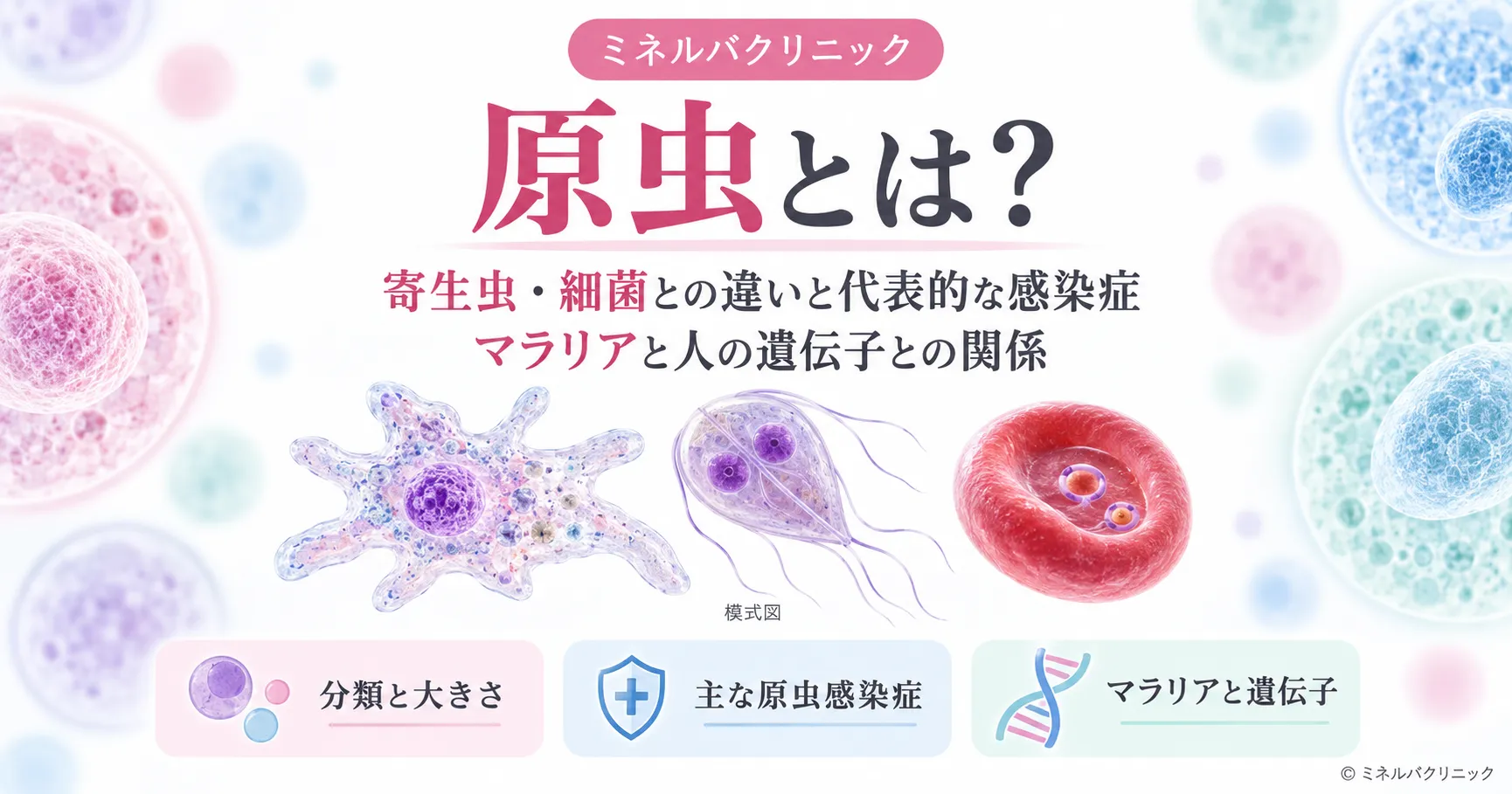 原虫とは何か、原虫・蠕虫・細菌の違いと、マラリア原虫と鎌状赤血球の保因者の関係をまとめたインフォグラフィック