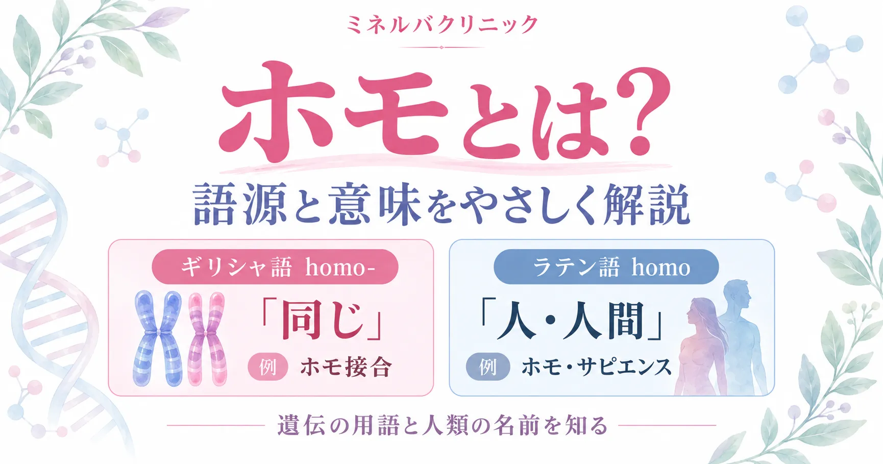 ホモとは？語源（ラテン語・ギリシャ語）と意味｜遺伝の「ホモ接合」とホモ・サピエンス