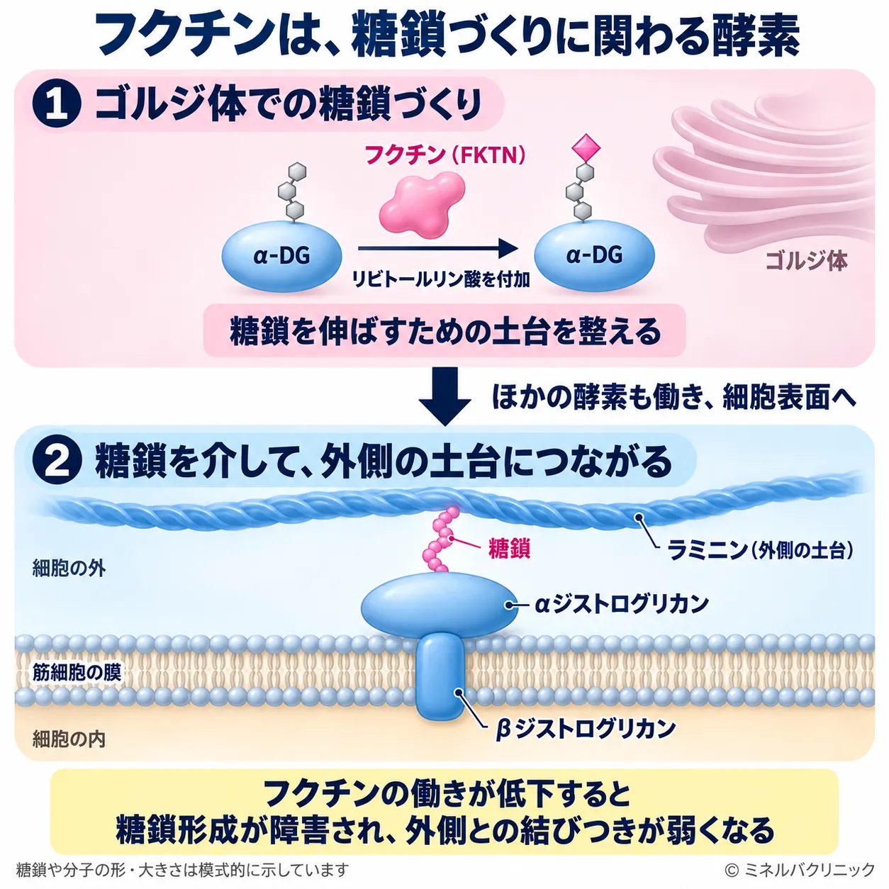フクチンがゴルジ体でαジストログリカンの糖鎖にリビトールリン酸を付加し、その後の糖鎖形成を経て細胞外のラミニンとの結合につながるしくみ